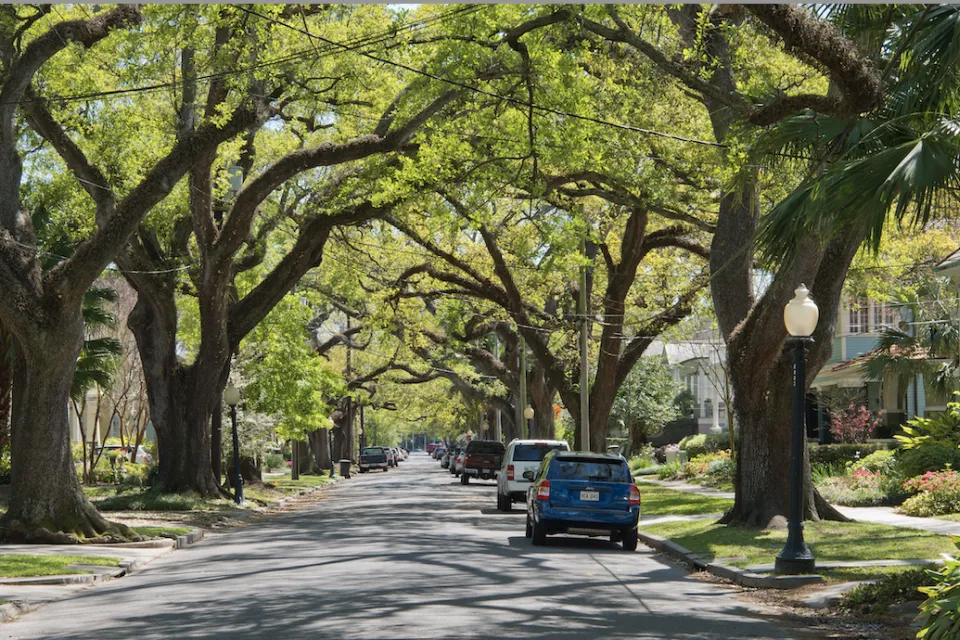 A New Orleans streetscape lined with mature Southern Live Oak trees.